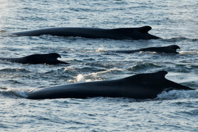 Humpback Whales 16.jpg