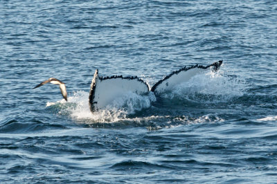Humpback Whales 17.jpg