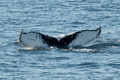 Humpback Whales 18.jpg