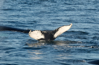 Humpback Whales 19.jpg