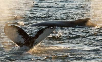 Humpback Whales 2.jpg