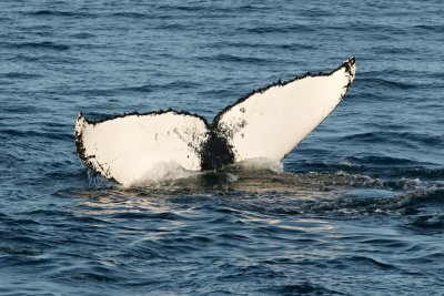 Humpback Whales 20.jpg
