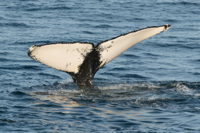 Humpback Whales 21.jpg