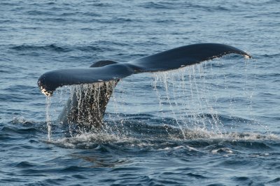 Humpback Whales 22.jpg