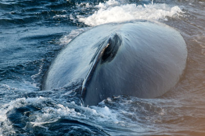 Humpback Whales 23.jpg