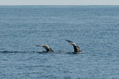 Humpback Whales 24.jpg