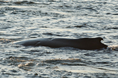 Humpback Whales 6.jpg