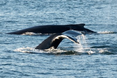 Humpback Whales 7.jpg