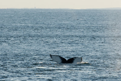 Humpback Whales 8.jpg