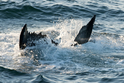 Humpback Whales 9.jpg