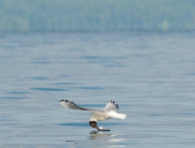 g3/98/850098/3/102652673.Ysadrmhi.jpg