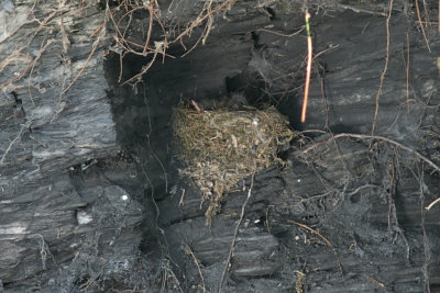 Eastern Phoebe nest, Lake Champlain, Shelburne VT.jpg