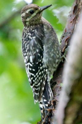 Yellow-Bellied Sapsucker (immature), Mississquoi VT.jpg