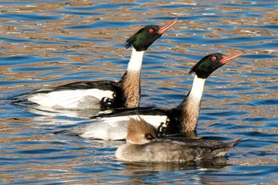 Red-Breasted Mergansers