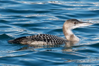 Common Loon, Gloucester, MA.jpg