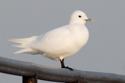 Plymouth Ivory Gull.jpg