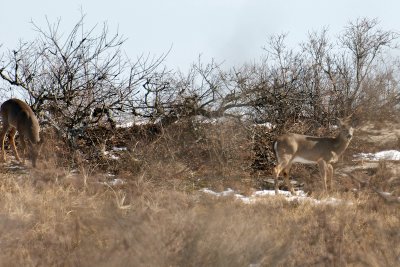 11-Feb-09 roadside deer.jpg