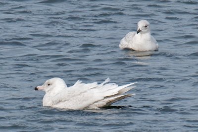 18-Feb-09 Glaucous and Iceland Gull.jpg