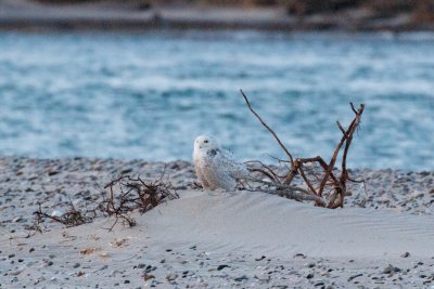 Snowy Owl No. 1 perched, Smiths Point, Nantucket, MA.jpg