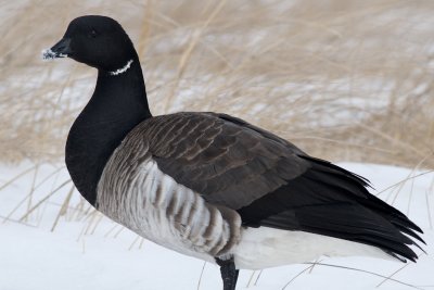 Brant, Crane's Beach, Ipswich.jpg