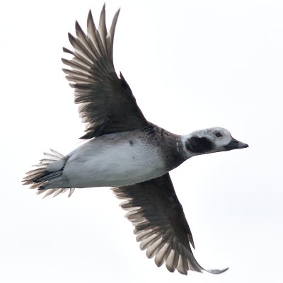 Long-Tailed Ducks