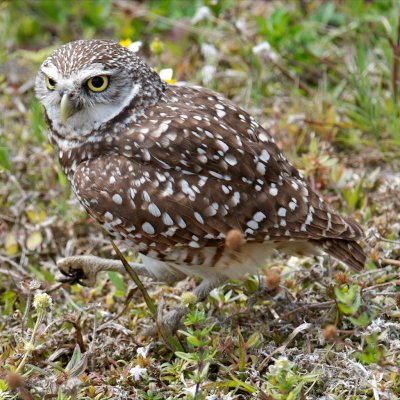 Burrowing Owl with prey, Marco Island FL.jpg