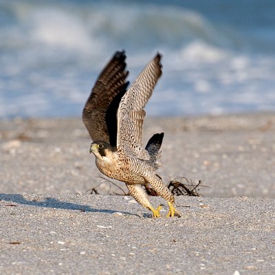 Peregrine Falcon on beach, Sanibel, FL.jpg