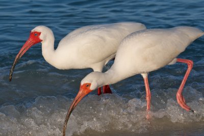 White Ibises, Bonita Beach, FL.jpg