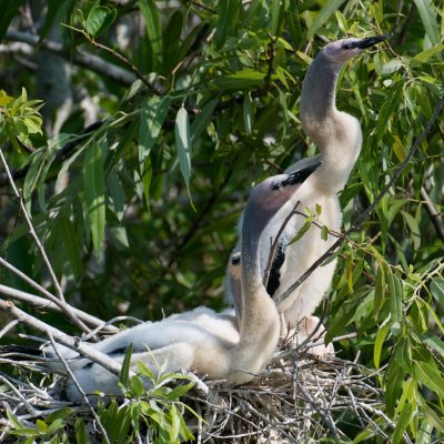 Anhinga chicks, Everglades NP.jpg