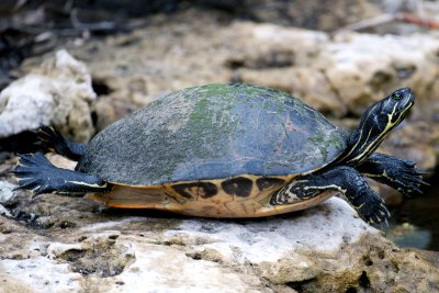 Florida Redbelly Turtle, Shark Valley, Everglades NP