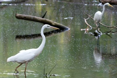 Great White Heron and Great Egret, Loop Road, Everglades NP.jpg