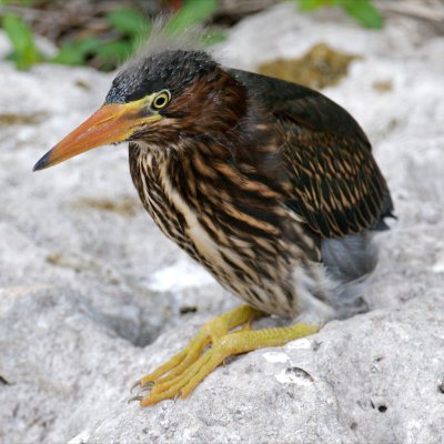Green Heron chick, Shark Valley, Everglades NP.jpg