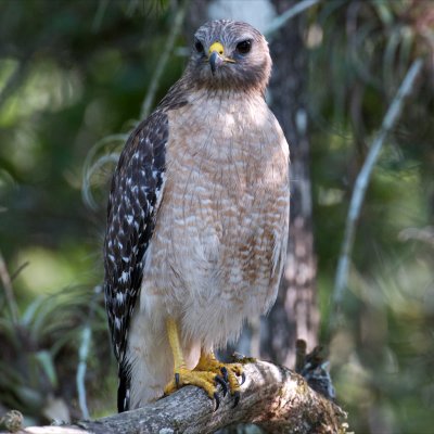 Red-Shouldered Hawk, Loop Road, Everglades NP.jpg