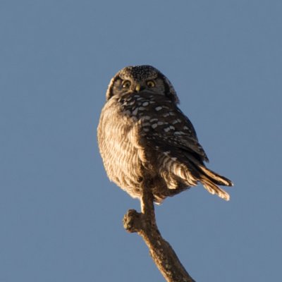 Northern Hawk-Owl, Center Harbor, NH.jpg