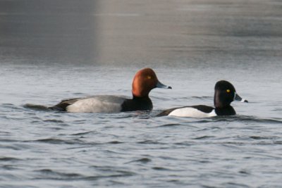 Redhead and Ring-Necked Duck, Nantucket.jpg