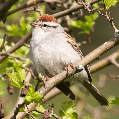 Chipping Sparrow, Castle Hill, Ipswich, MA.jpg