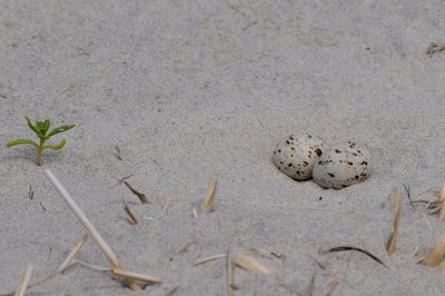 Least Tern nest, Crane's Beach, Ipswich, MA.jpg
