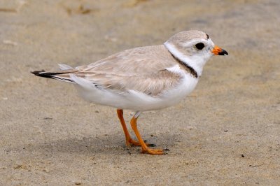 Piping Plover 6-3-09