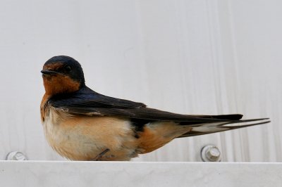 Barn Swallow, Plum Island.jpg