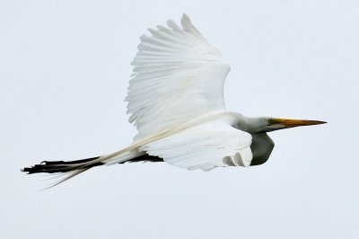 Great Egret, Plum Island.jpg