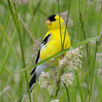 American Goldfinch, Essex, MA.jpg