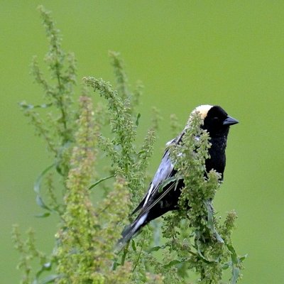 Bobolink, Rowley marshes, MA.jpg