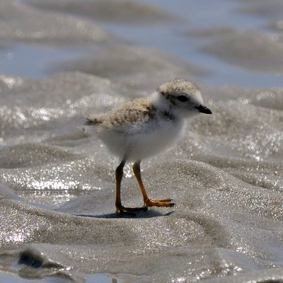 Piping Plover chick 6-17-09