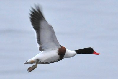 Common Shelduck, Lynn, MA 10.jpg