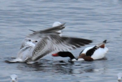 Common Shelduck, Lynn, MA 12.jpg