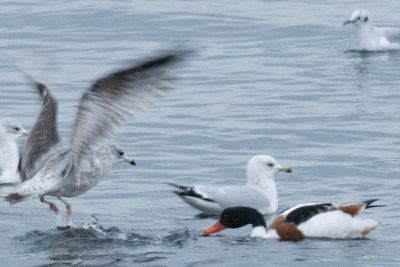 Common Shelduck, Lynn, MA 14.jpg