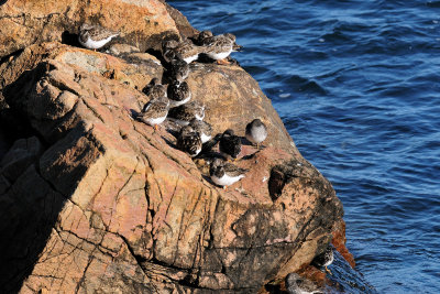 16-Dec-09 Ruddy Turnstones and Purple Sandpipers, Bass Rocks.jpg