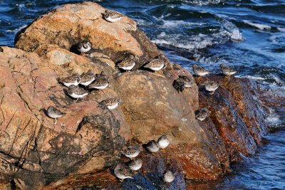 16-Dec-09 Ruddy Turnstones and Purple Sandpipers, Bass Rocks.jpg