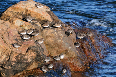 16-Dec-09 Ruddy Turnstones and Purple Sandpipers, Bass Rocks.jpg