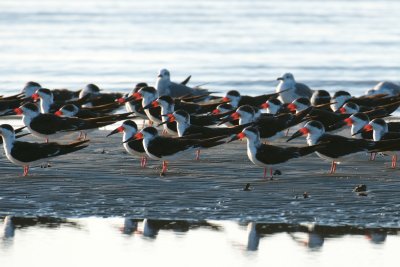 Black Skimmer flock, Biloxi, MS.jpg